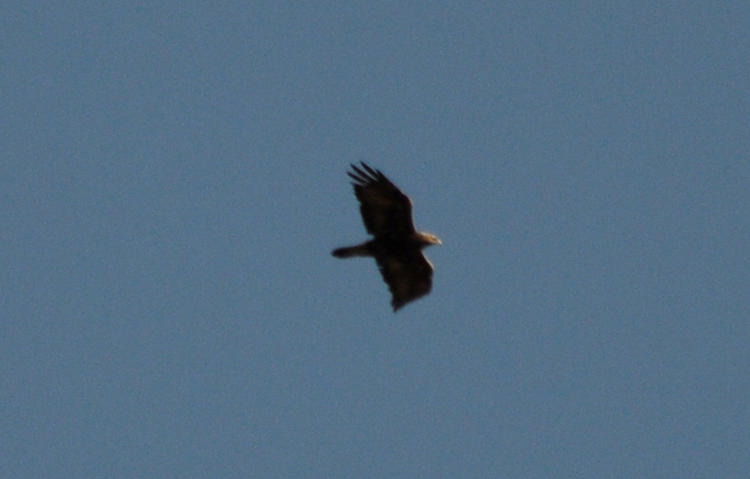 Aquila Reale